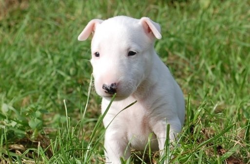 Bull terrier,macho.jpg