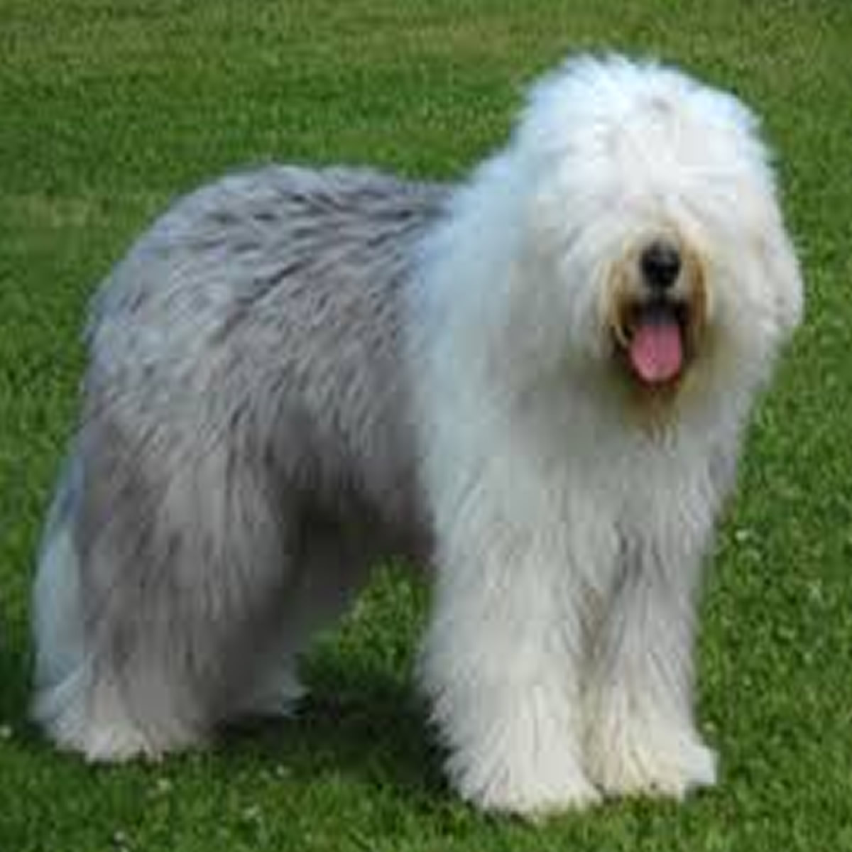 Peluqueria Bobtail