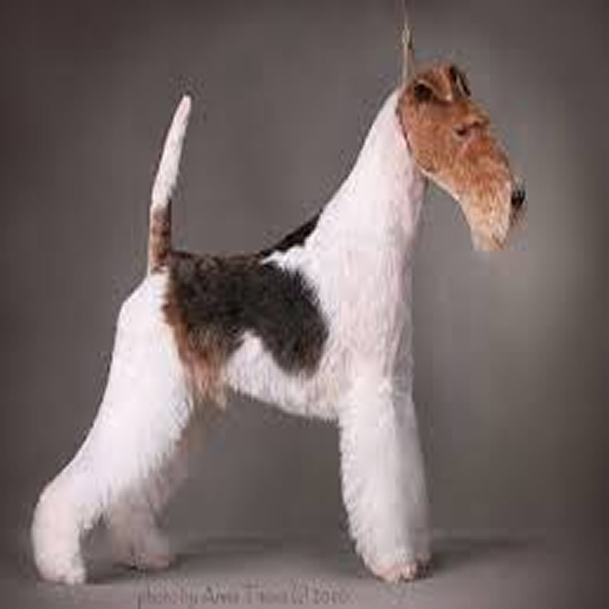 Peluqueria Fox Terrier de pelo duro