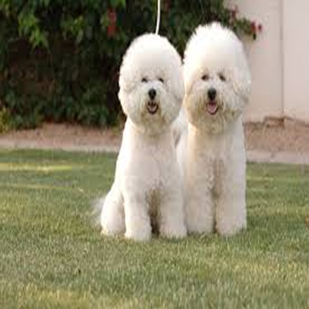 Peluqueria Bichon Frisé