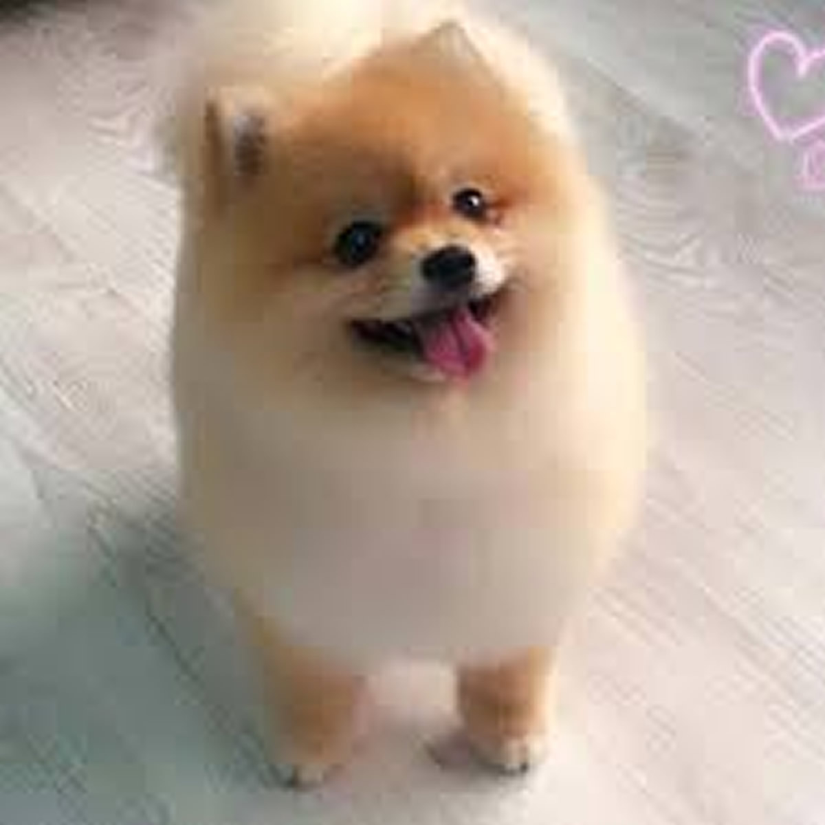 Peluqueria Pomerania