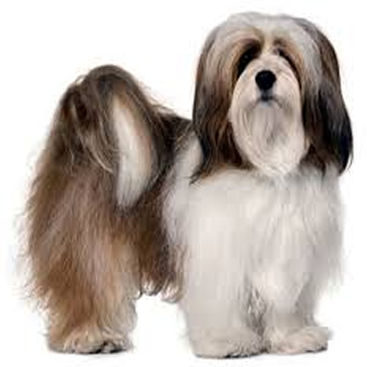 Peluqueria Lhasa Apso