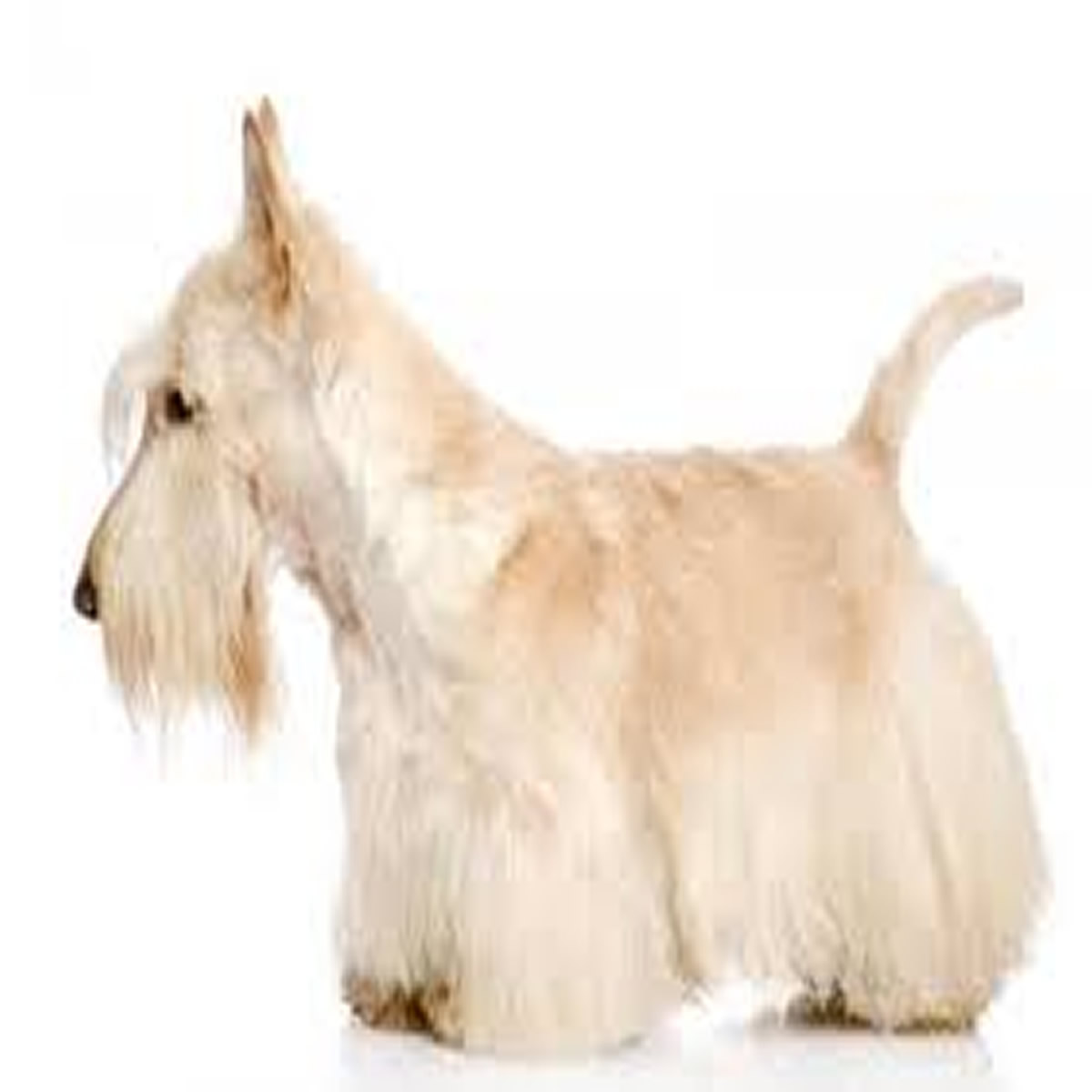 Peluqueria Scottish Terrier