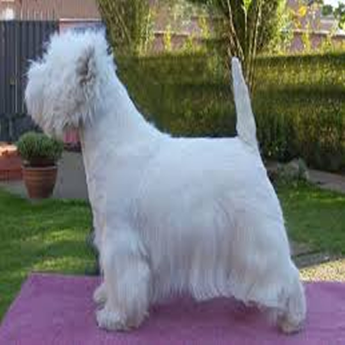 Peluqueria West Highland White Terrier