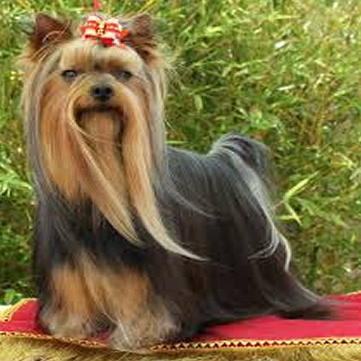 peluqueria Yorkshire Terrier